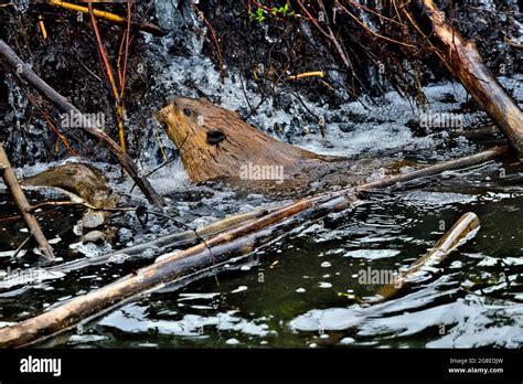 An adult beaver "Castor canadensis", climbing up a beaver dam in rural ...