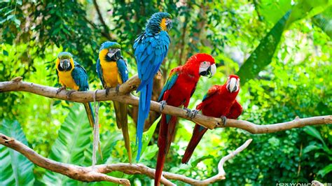 macaw, Parrot, Bird, Tropical, 59 Wallpapers HD / Desktop and Mobile Backgrounds