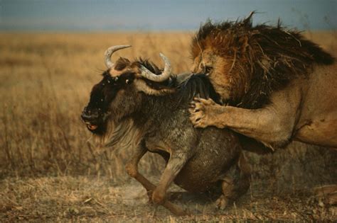 Rod & Barrel • Male Lions Hunting The prevailing view for many...