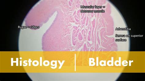 Urinary Bladder Histology Detrusor Muscle