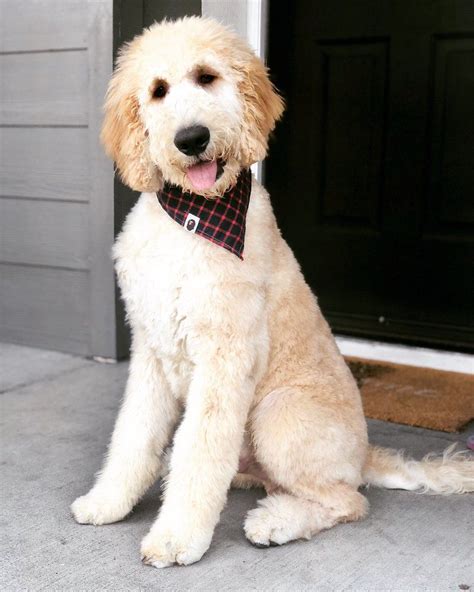 Goldendoodle haircuts, Dog haircuts, Goldendoodle