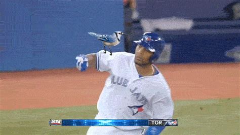 Blue Jays player chills with a parrot on his shoulder to celebrate ...