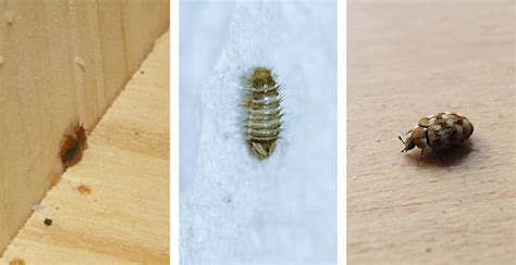 How To Tell The Difference Between Bed Bugs And Carpet Beetles