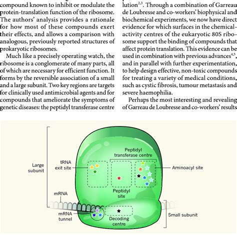 | Binding sites of protein-translation inhibitors in the yeast ...