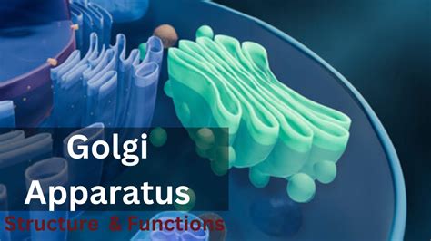 Golgi apparatus class 9|| Golgi apparatus Structure and Function|| Biology|| cell biology - Go IT