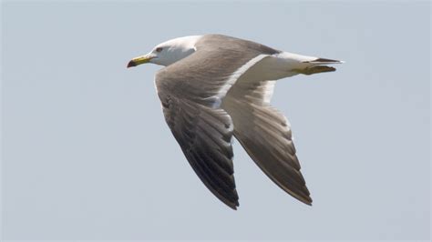 Black-tailed Gull | Audubon Field Guide