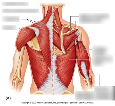 Back Muscles Diagram Diagram | Quizlet