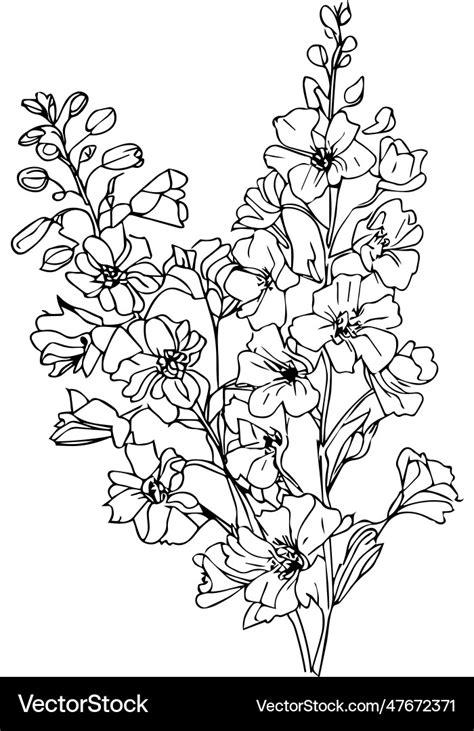 Simple larkspur flower drawing delphinium coloring