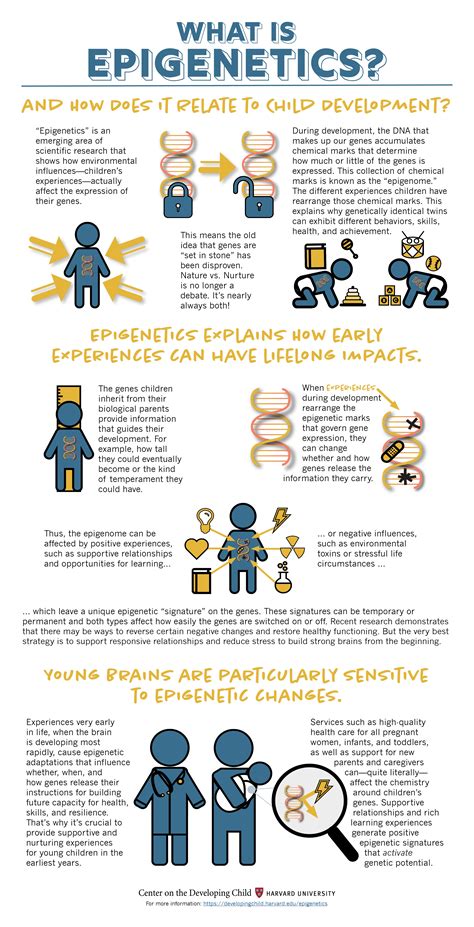 What is epigenetics? infographic | Epigenetics, Child psychology, Child development