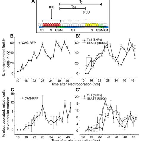 Short neural precursors have distinct cell cycle kinetics | Download ...