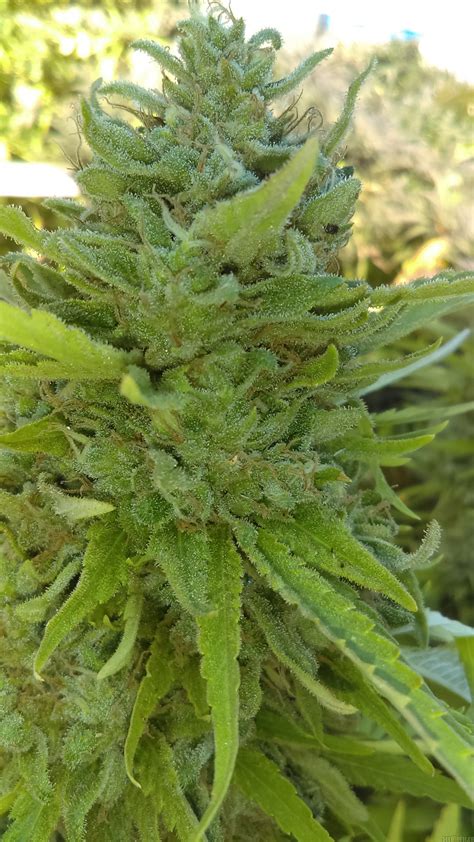 Glue Cookies (New420Guy Seeds) :: Cannabis Strain Info