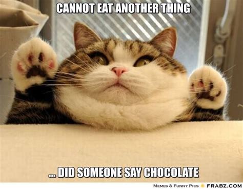 there's always room for chocolate | Funny cat photos, Funny cat ...