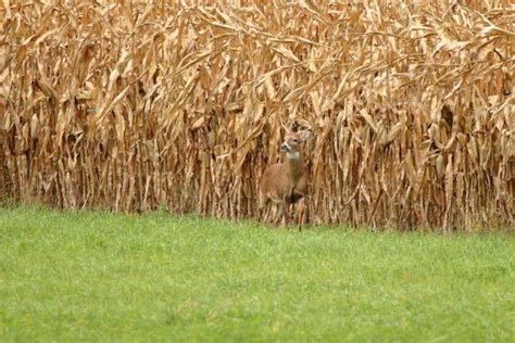 Deer Corn Stock Photos, Pictures & Royalty-Free Images - iStock