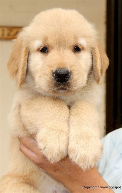 34 best Golden Retriever Puppies Pictures images on Pinterest | Golden ...