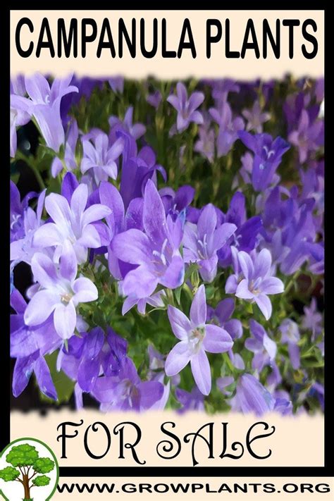 Campanula plants for sale | Campanula plant, Plant sale, Growing plants