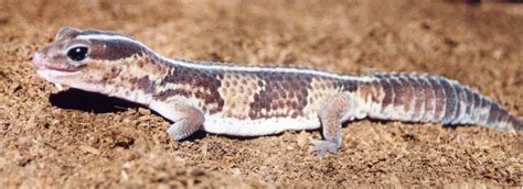 African Fat Tailed Gecko – A Beginner’s Guide - ReptileBreeds.com