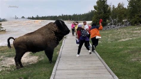 Video New warnings for tourists about wildlife at Yellowstone National ...