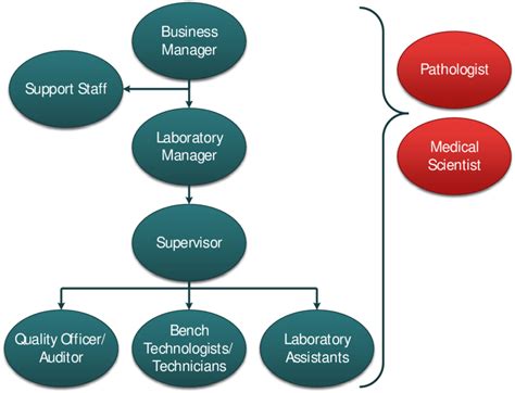 1. An example of a medical laboratory organizational structure | Download Scientific Diagram