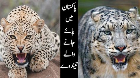 Wild Leopards of Pakistan | Leopard - Snow Leopard | Documentary on ...