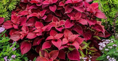 26 Plectranthus Varieties: The Ultimate Guide to How To Plant And Care