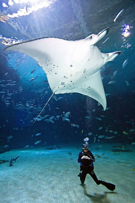 Georgia Aquarium Researchers Study Manta Rays Off Florida Coast ...