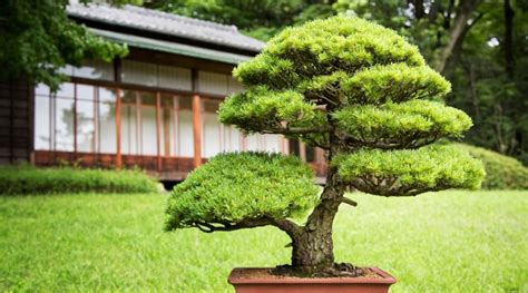 Everything You Need to Know About Juniper Bonsai Trees - Backyard Boss