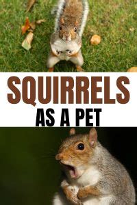 Interesting facts you need to know about Squirrels as Pets - Miles with ...