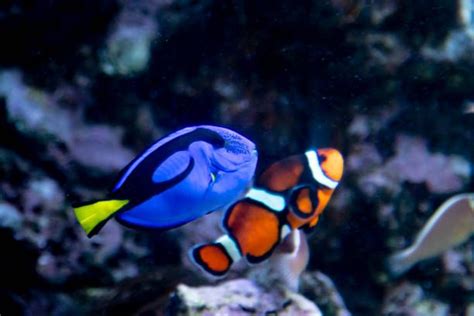 clown fish and blue tang in aquarium | Clown fish, Fish, Aquarium