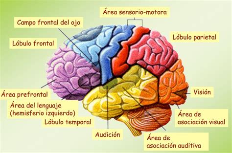 Anatomía y Fisiología del Cerebro Humano - Uninfor