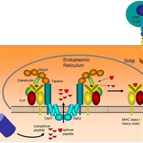 1: The antigen processing pathway[22]. The endogenous antigen ...