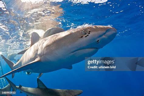 363 Galapagos Shark Stock Photos, High-Res Pictures, and Images - Getty ...