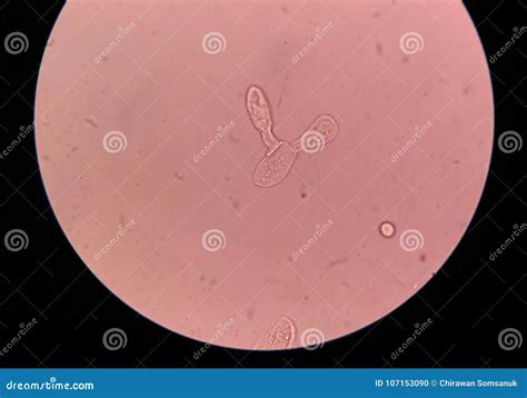 Epithelial Cells With Bacteria Stock Photo | CartoonDealer.com #196729734