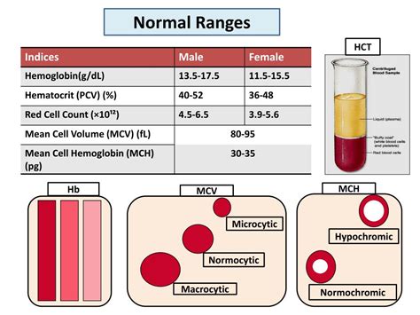 Understanding Hematocrit Levels: Causes, Symptoms, and Implications