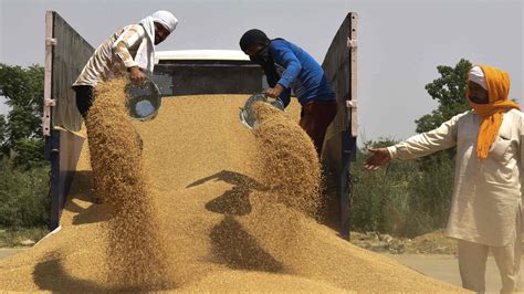 India Bans Most Wheat Exports, Adding to Fears of Global Food Insecurity - The New York Times