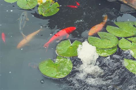 What is the Best Pond Aerator of 2024? - Gardening Mentor