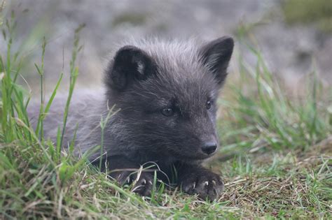 Five Arctic fox cubs born at Highland Wildlife Park - TFN