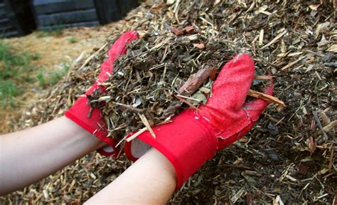 12 Best Organic Mulches For Vegetable Gardens