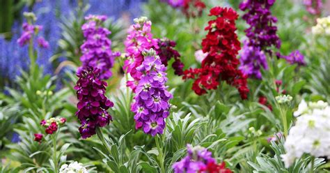 How to Grow and Care for Stock Flowers (Matthiola incana)