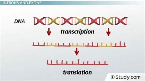 Introns & Exons | RNA Splicing & Processing - Video & Lesson Transcript ...