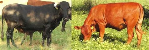 Sanga cattle - Alchetron, The Free Social Encyclopedia