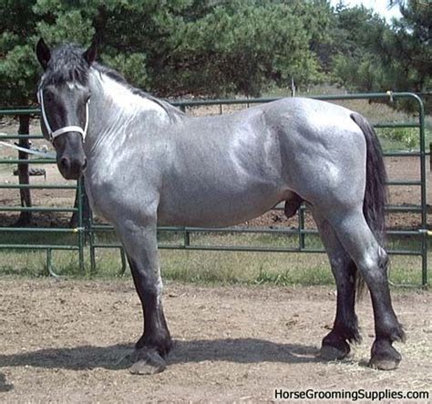 Blue roan draft horse | Percheron horses, Horse breeds, Horses