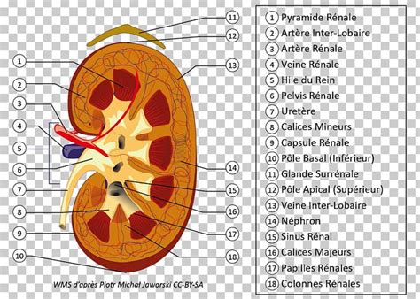 Kidney Excretory System Ureter Nephron Renal Hilum PNG, Clipart, Anatomy, Angle, Circle, Diagram ...