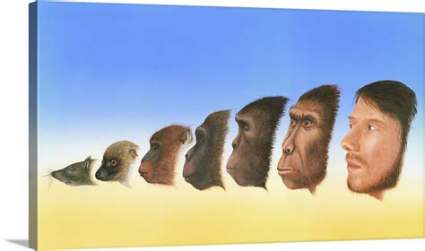 Human evolution, artwork Wall Art, Canvas Prints, Framed Prints, Wall Peels | Great Big Canvas