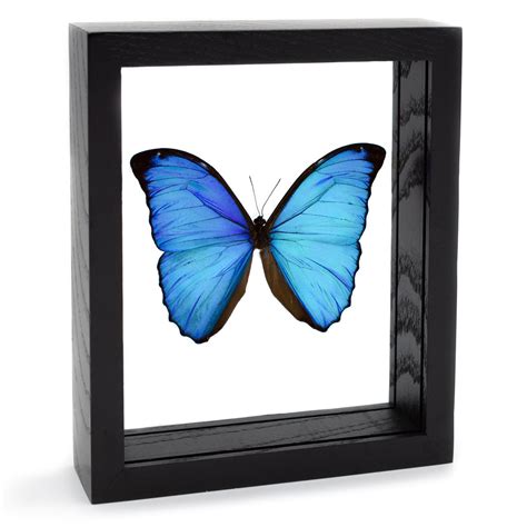 Framed Morpho menelaus Butterfly | Evolution Store