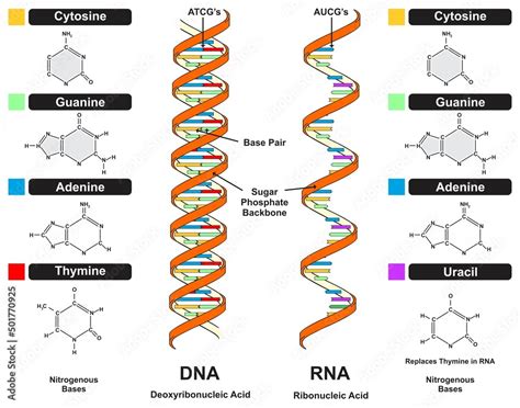 Vetor de DNA vs RNA strand infographic diagram with compound comparison ...