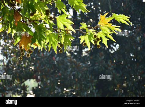 Chinar tree hi-res stock photography and images - Alamy