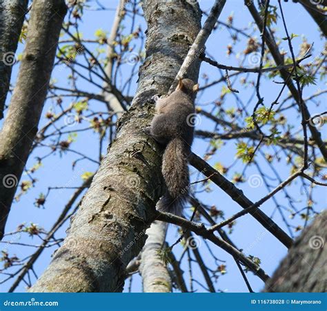 Baby Squirrel stock photo. Image of left, playing, nest - 116738028