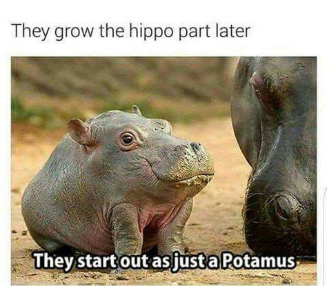 34 HIPPO MEMES ideas | funny animals, hippo, funny pictures