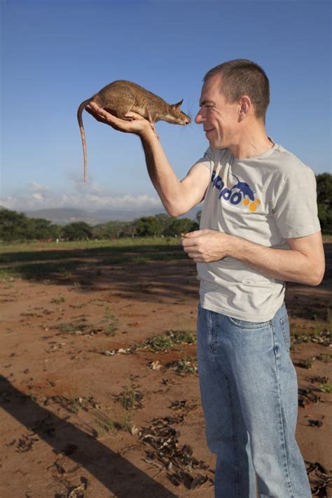 The African Giant Pouched Rat; An Animal Conditioned To Save Lives - Zoospensefull