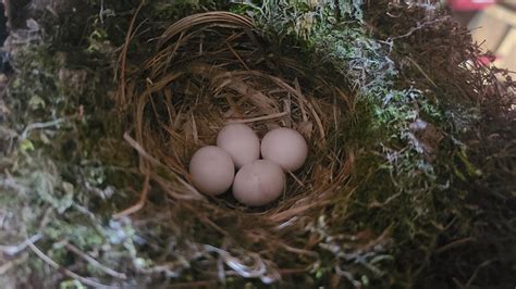 LIVE Nature cam / Bird nest - YouTube